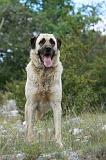 KANGAL 052